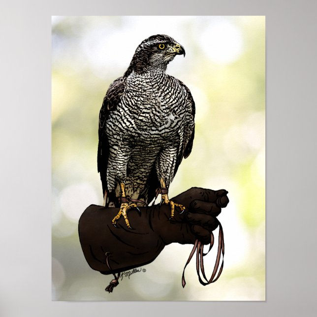 Goshawk on Glove Poster (Front)