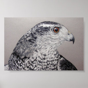 Goshawk Poster
