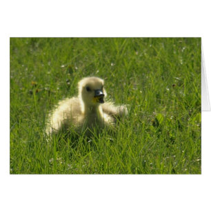 Gosling