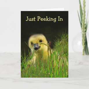 Gosling Baby Bird Encouragement Card