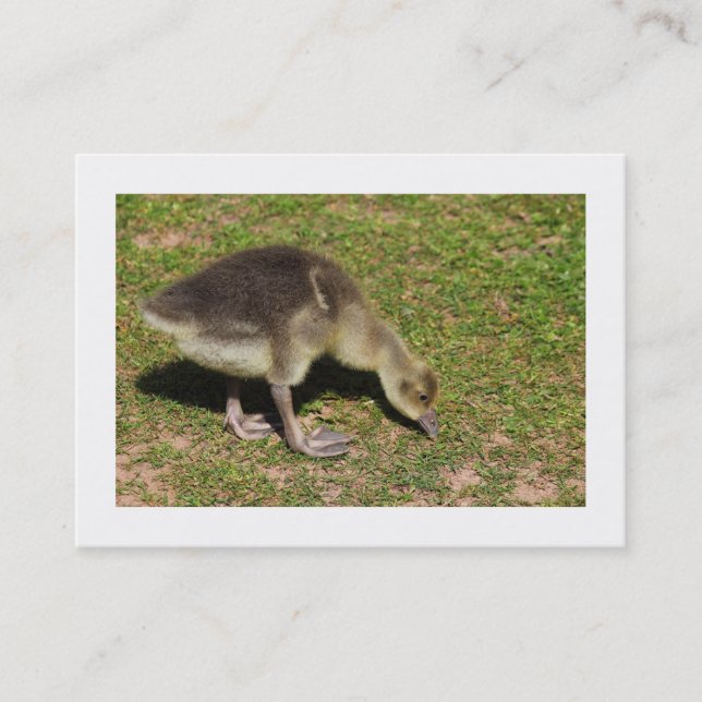 Gosling (Bordered) Business Card (Front)