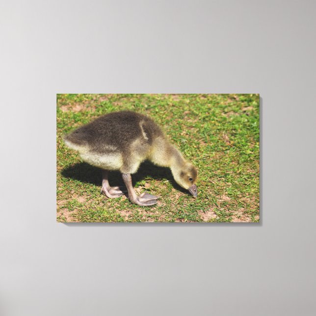 Gosling Canvas Print (Front)