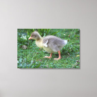 Gosling Canvas Print