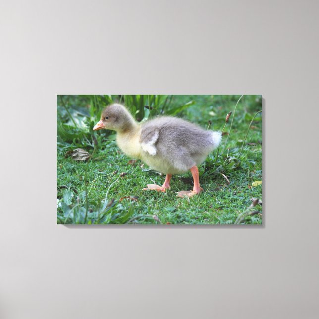 Gosling Canvas Print (Front)
