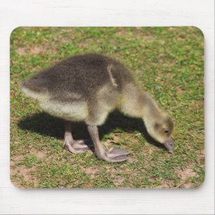 Gosling Mouse Pad