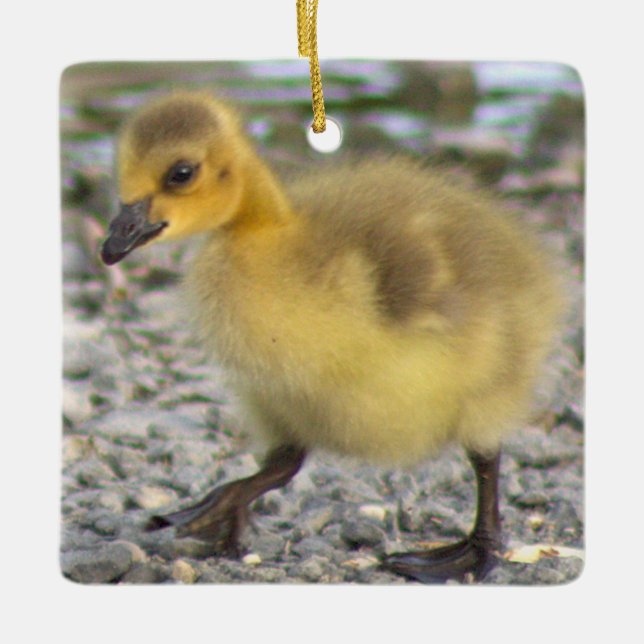 Gosling Photo Ornament  (Front)