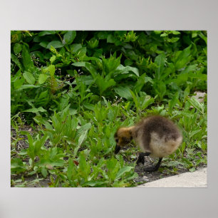Gosling Photo Poster