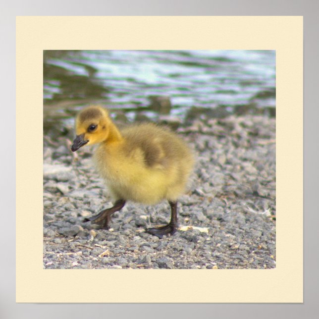 Gosling Photo Poster (Front)