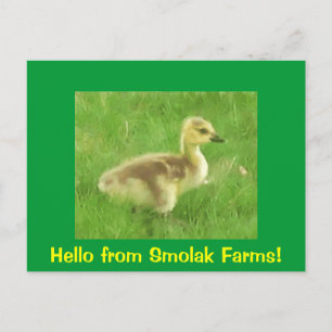 Gosling Postcard