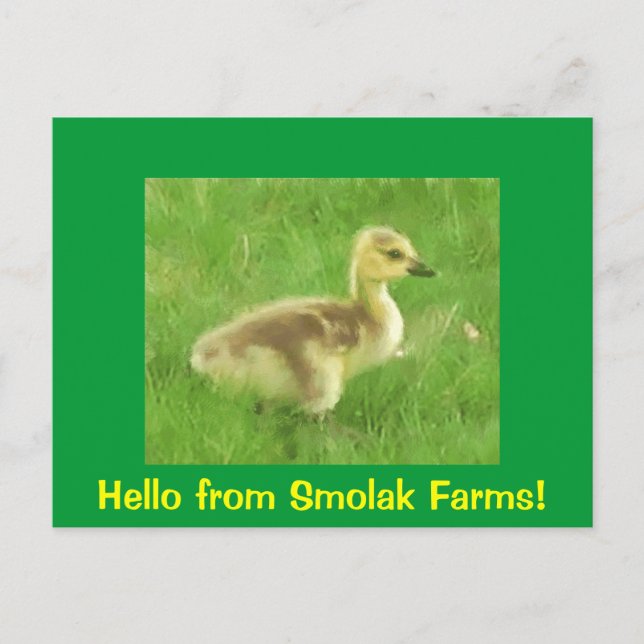 Gosling Postcard (Front)