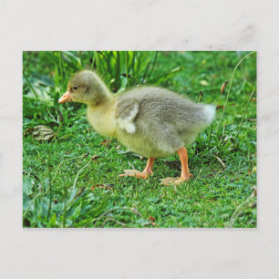 Gosling. Roath Park Lake, Cardiff, Wales. Postcard