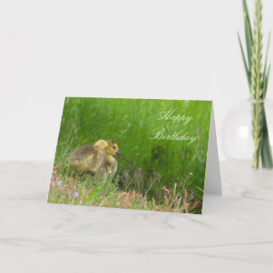 Goslings Birthday or Greeting card. Customize Card