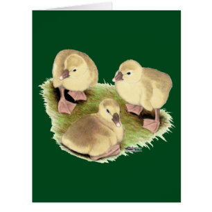 Goslings: Buff African