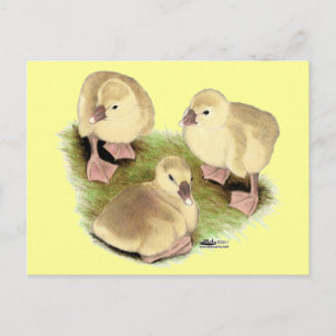 Goslings: Buff African Postcard