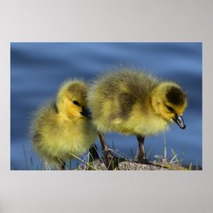 Goslings in Spring Poster