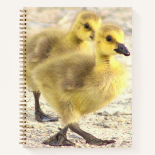 Goslings Photo Notebook
