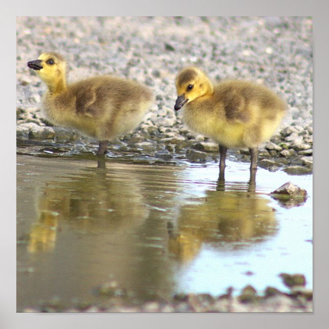 Goslings Photo Poster (Front)