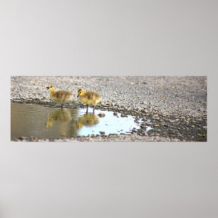 Goslings Photo Poster