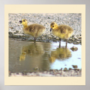 Goslings Photo Poster