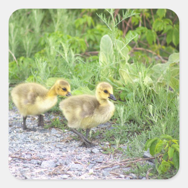 Goslings Photo Stickers (Front)