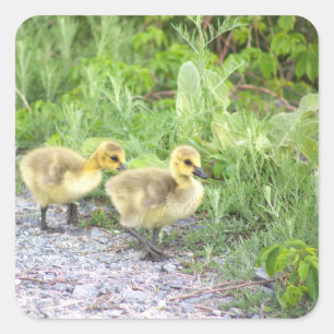 Goslings Photo Stickers
