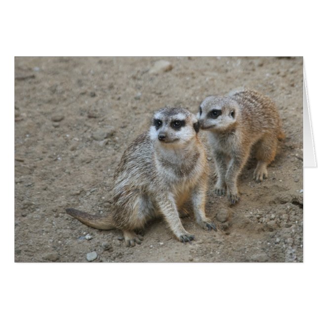 Gossip Card (Front Horizontal)