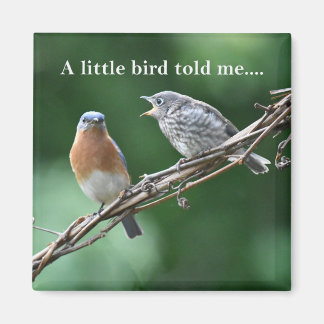 Gossiping Birds Magnet