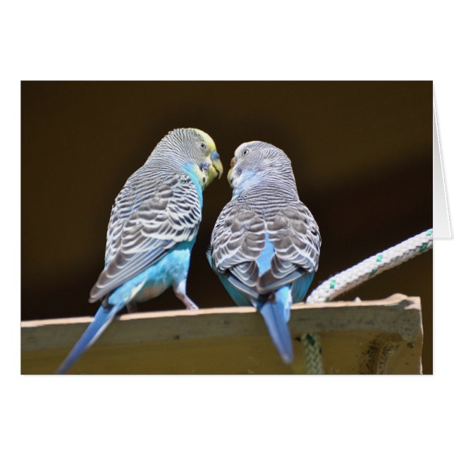 Gossiping Budgies (Front Horizontal)