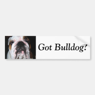Got Bulldog? Bumper Sticker