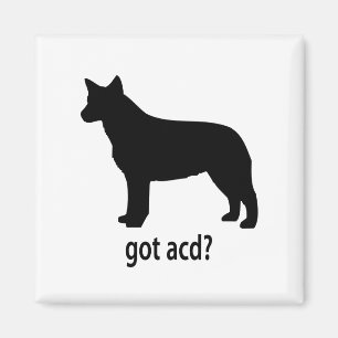 Got Cattle Dog Magnet