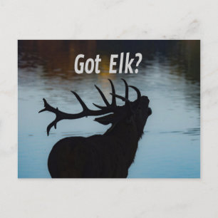 Got Elk? Funny Hunter Humour Postcard