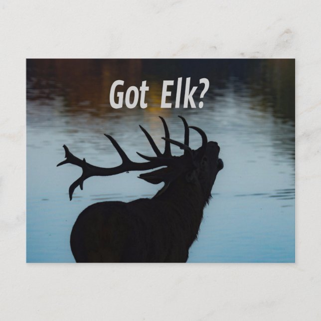 Got Elk?  Funny Hunter Humour Postcard (Front)