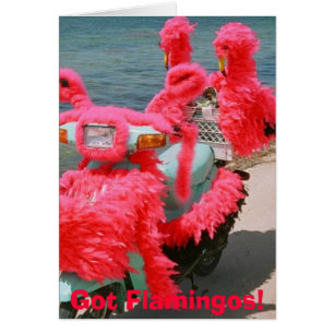 Got Flamingos!,