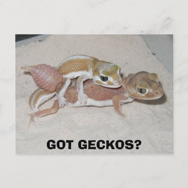 GOT GECKOS? POSTCARD (Front)