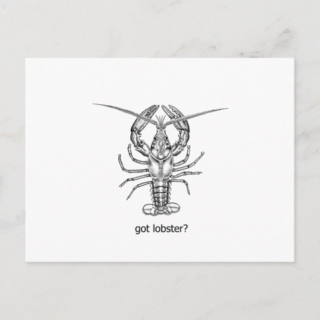 got lobster? postcard (Front)