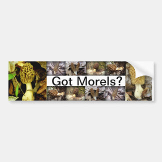 Got Morels? Mushrooms Bumper Sticker