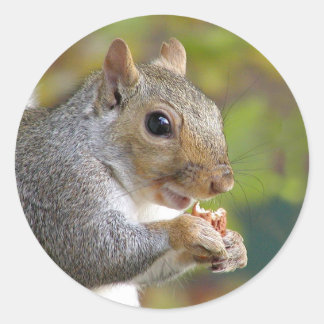 Got nuts? sticker