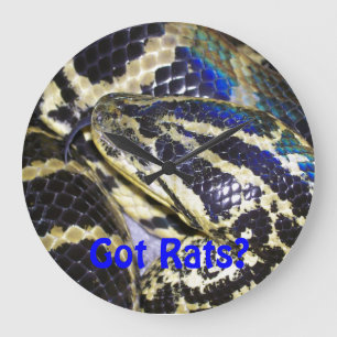 Got Rats? Anaconda Clock