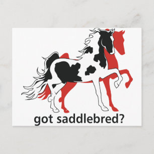 Got Saddlebred? Postcard