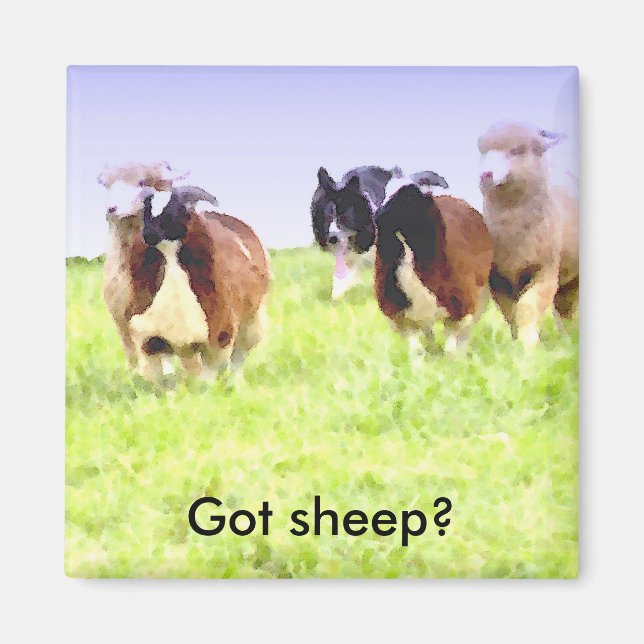 Got sheep? Border Collie magnet (Front)