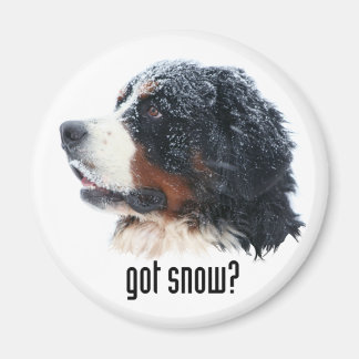got snow?  Bernese Magnet