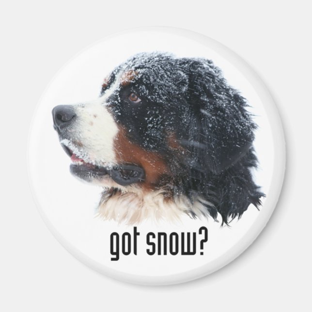 got snow?  Bernese Magnet (Front)