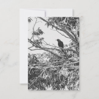 Gothic Raven Postcard