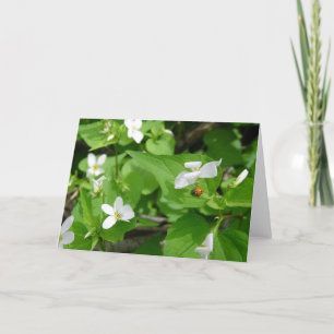 Gotta Love Ladybugs (3) Greeting Card