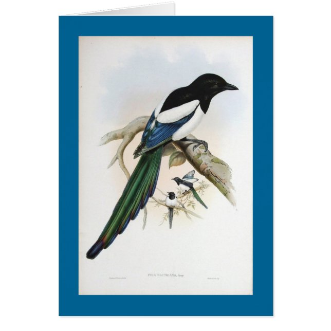 Gould - Afghan Magpie (Front)