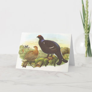 Gould - Black Grouse - Lyrurus tetrix Card