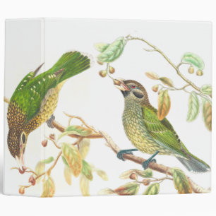 Gould Catbird Birds Binder