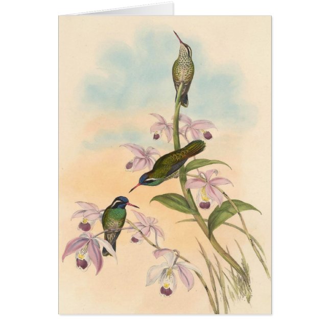 Gould Hummingbirds and Orchids (Front)