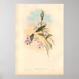 Gould Hummingbirds and Orchids Poster