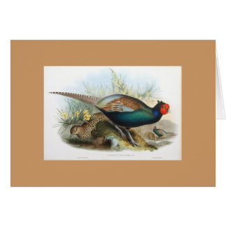 Gould - Japanese Pheasant